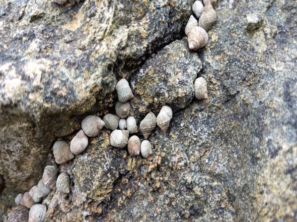 바위틈에 모여 있는 모습